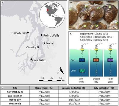 Phenotypic plasticity and carryover effects in an ecologically important bivalve in response to changing environments